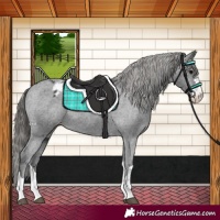 Horse Color:Black Varnish 