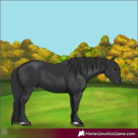 Horse Color:Black 