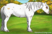Horse Color:Brown Sabino 