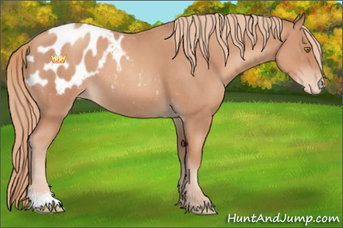Horse Color:Gold Champagne Roan Appaloosa