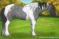 Horse Color:Blue Roan Tobiano 
