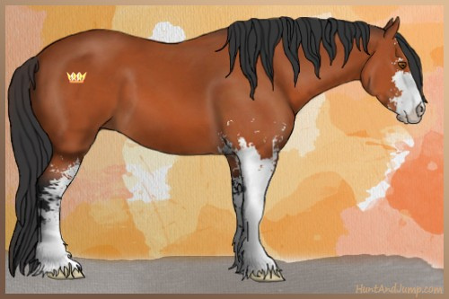 Horse Color:Bay Sabino 
