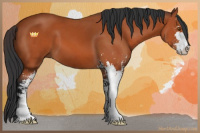 Horse Color:Bay Sabino 