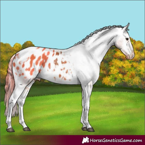 Horse Color:Bay Tobiano Appaloosa 