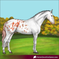 Horse Color:Bay Tobiano Appaloosa 