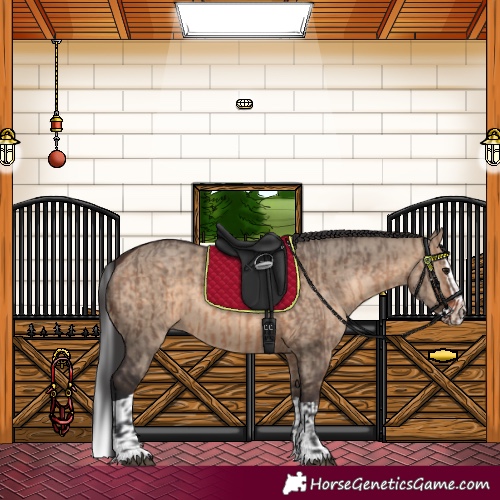 Horse Color:Brown Dun and Brown Dun Splash