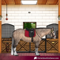 Horse Color:Brown Dun  and Brown Dun Splash 