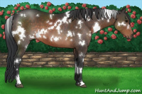 Horse Color:White Spotted Brown 
