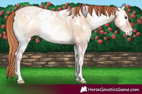 Horse Color:White Spotted Classic Champagne Ice Pearl Onyx