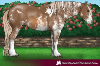 Horse Color:White Spotted Chocolate Palomino 