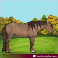 Horse Color:Liver Red Dun 