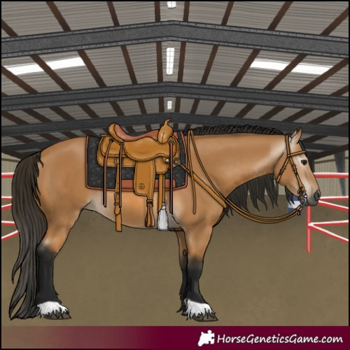 Horse Color:Gray Buckskin 