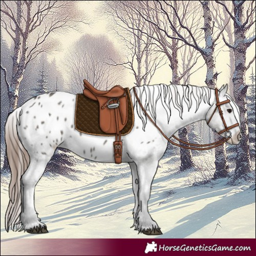 Horse Color:Grullo Appaloosa 