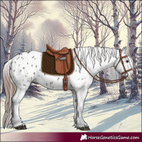 Horse Color:Grullo Appaloosa 