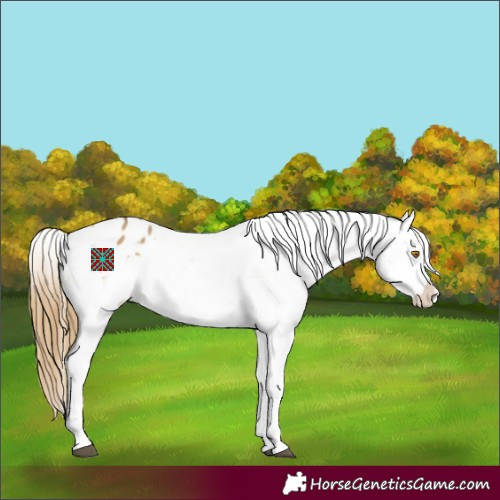 Horse Color:Buckskin Dun Tobiano Appaloosa 