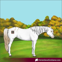 Horse Color:Buckskin Dun Tobiano Appaloosa