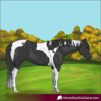 Horse Color:Black Tobiano 
