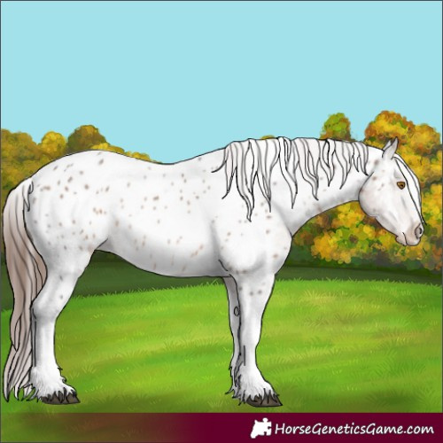 Horse Color:Brown Dun Sabino Tobiano Appaloosa 