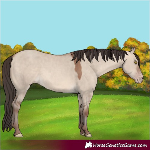Horse Color:Sable Champagne Dun Rabicano 