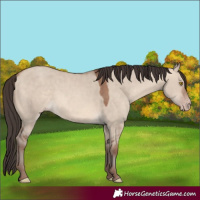 Horse Color:Sable Champagne Dun Rabicano 