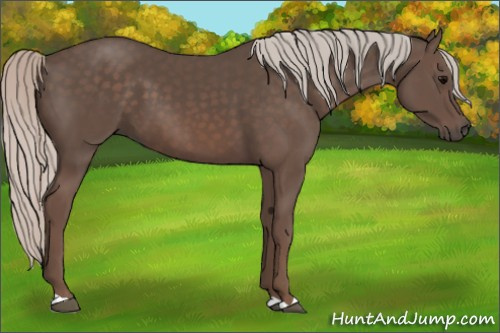 Horse Color:Silver Black