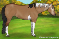 Horse Color:Gray Brown Dun Sabino Tobiano 