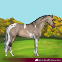 Horse Color:Brown Dun Tobiano 