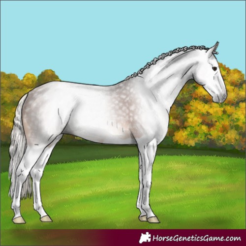 Horse Color:Gray Silver Bay Splash Rabicano 
