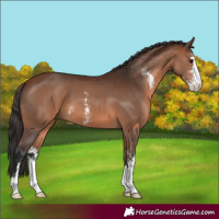 Horse Color:Bay Sabino 