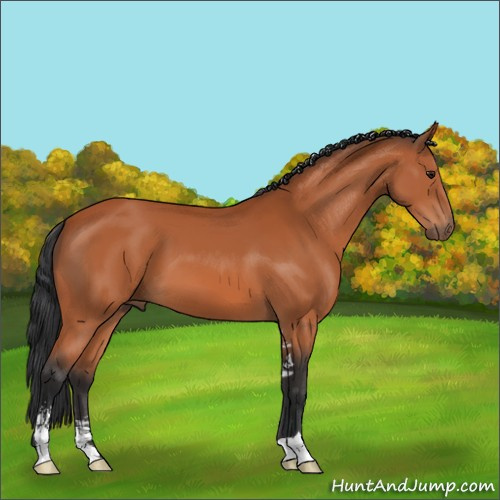 Horse Color:Brown Sabino 