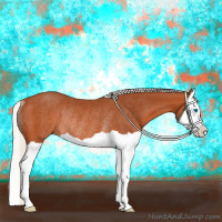 Horse Color:Silver Bay Splash Rabicano