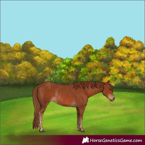 Horse Color:Chestnut Rabicano 