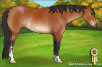 Horse Color:Bay Sabino Rabicano 