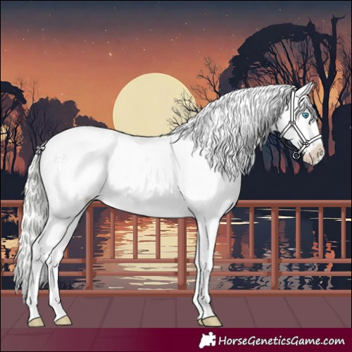 Horse Color:Cremello Appaloosa
