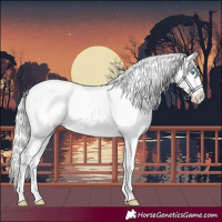 Horse Color:Cremello Appaloosa 