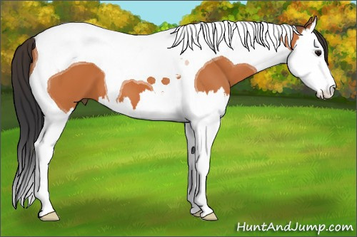 Horse Color:Bay Splash Tobiano 