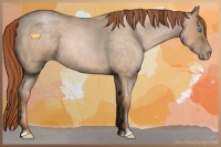 Horse Color:Buckskin Roan Pearl Sabino 