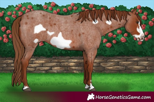Horse Color:Red Roan Frame Rabicano 