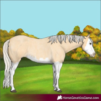 Horse Color:Silver Buckskin Roan Splash 
