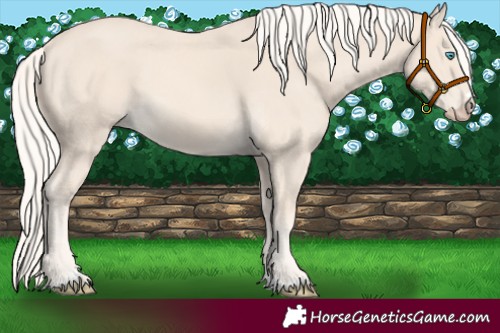 Horse Color:Cremello 