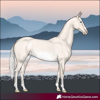 Horse Color:Silver Perlino Roan Frame 