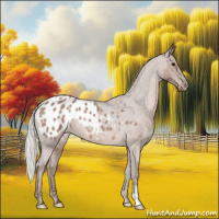 Horse Color:Silver Blue Roan Appaloosa 