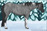 Horse Color:Blue Roan Tobiano