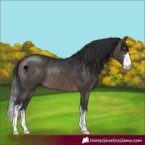 Horse Color:White Spotted Brown Dun 