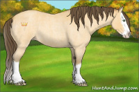 Horse Color:Amber Cream Champagne Roan Splash 