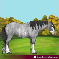 Horse Color:Blue Roan Sabino Splash and Blue Roan Sabino Splash Rabicano
