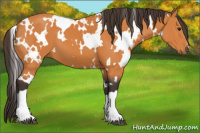 Horse Color:White Spotted Buckskin 