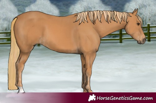 Horse Color:Chestnut and Chestnut
