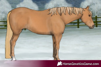 Horse Color:Chestnut  and Chestnut 