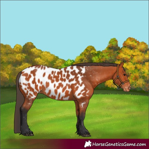 Horse Color:Bay Near Leopard 